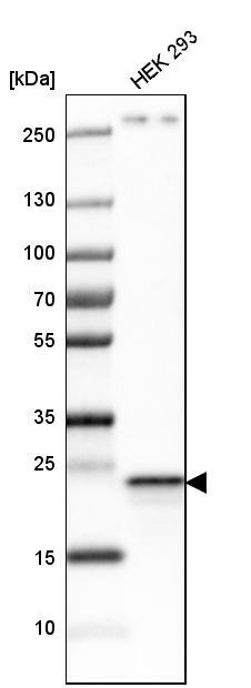 PGRMC1 Antibody - BSA Free Western Blot: PGRMC1 Antibody - BSA Free [NBP1-83220]