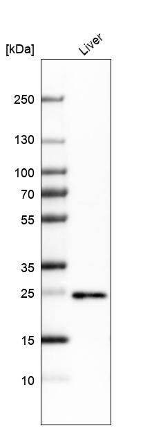PGRMC1 Antibody - BSA Free Western Blot: PGRMC1 Antibody - BSA Free [NBP1-83220]