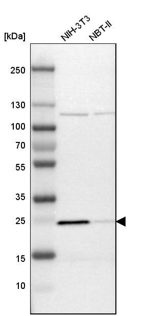 PGRMC1 Antibody - BSA Free Western Blot: PGRMC1 Antibody - BSA Free [NBP1-83220]
