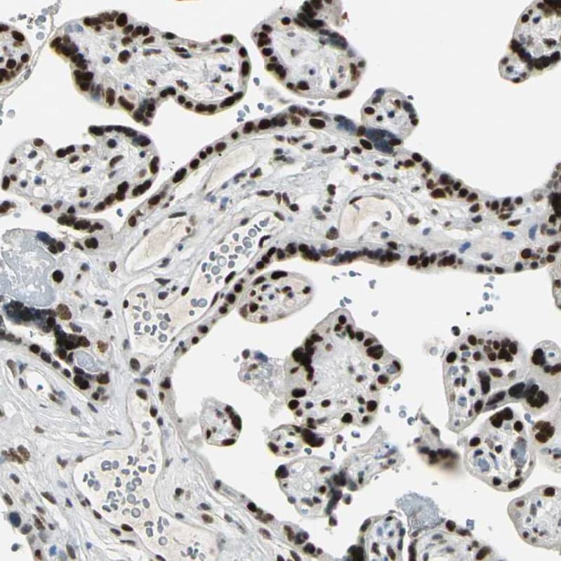CBX3 Antibody - BSA Free Immunohistochemistry-Paraffin: CBX3 Antibody - BSA Free [NBP1-83228]