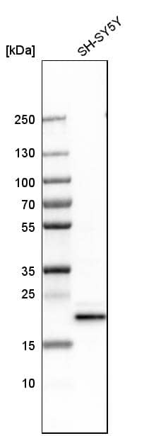 CBX3 Antibody - BSA Free Western Blot: CBX3 Antibody - BSA Free [NBP1-83228]