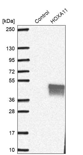 HOXA11 Antibody - BSA Free Western Blot: HOXA11 Antibody - BSA Free [NBP1-83233]