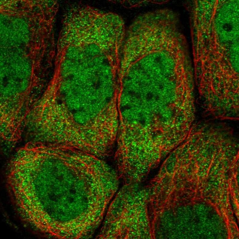 PCBP2 Antibody - BSA Free Immunocytochemistry/ Immunofluorescence: PCBP2 Antibody [NBP1-83241]