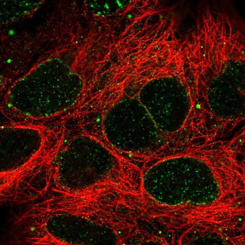 SLC2A13 Antibody - BSA Free Immunocytochemistry/ Immunofluorescence: SLC2A13 Antibody [NBP1-83245]