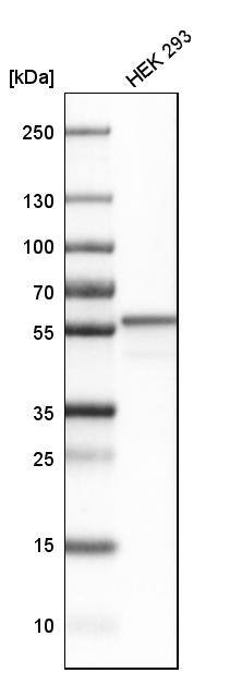 HMGCS1 Antibody - BSA Free Western Blot: HMGCS1 Antibody - BSA Free [NBP1-83246]