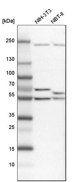 DDX6 Antibody - BSA Free Western Blot: DDX6 Antibody - BSA Free [NBP1-83249]