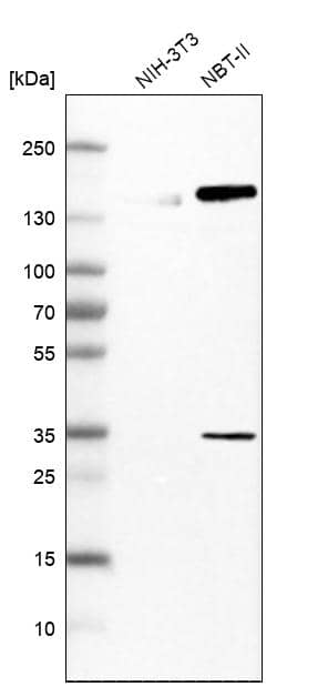 HLTF Antibody - BSA Free Western Blot: HLTF Antibody - BSA Free [NBP1-83256]