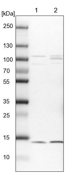 HINT1 Antibody - BSA Free Western Blot: HINT1 Antibody - BSA Free [NBP1-83257]