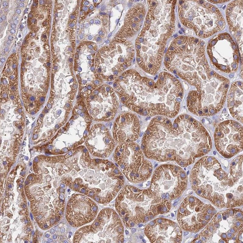 GPR113 Antibody - BSA Free Immunohistochemistry-Paraffin: GPR113 Antibody - BSA Free [NBP1-83262]