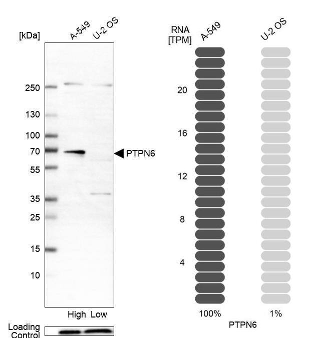 SHP-1 Antibody - BSA Free Western Blot: SHP-1 Antibody - BSA Free [NBP1-83276]