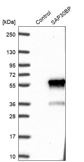 SAP30BP Antibody - BSA Free Western Blot: SAP30BP Antibody - BSA Free [NBP1-83278]