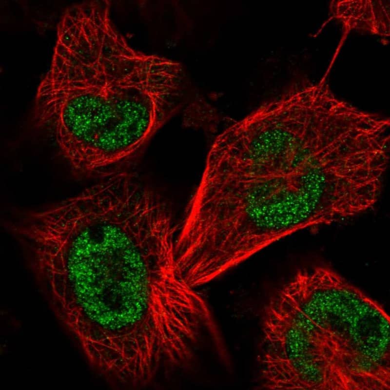 SAP30BP Antibody - BSA Free Immunocytochemistry/ Immunofluorescence: SAP30BP Antibody - BSA Free [NBP1-83278]