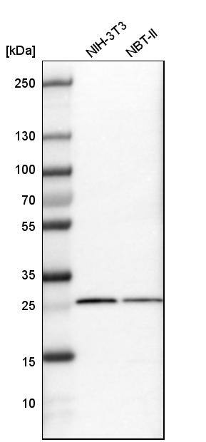 SNRPN Antibody Western Blot: SNRPN Antibody [NBP1-83280]