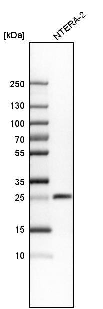 SNRPN Antibody Western Blot: TNFSF12-TNFSF13 Antibody [NBP1-83280]