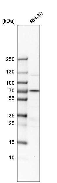 RNGTT Antibody - BSA Free Western Blot: RNGTT Antibody - BSA Free [NBP1-83281]