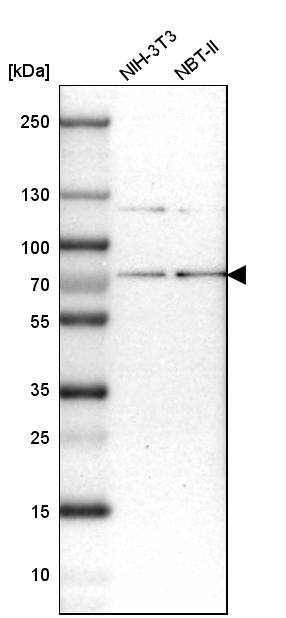 RNGTT Antibody - BSA Free Western Blot: RNGTT Antibody - BSA Free [NBP1-83281]
