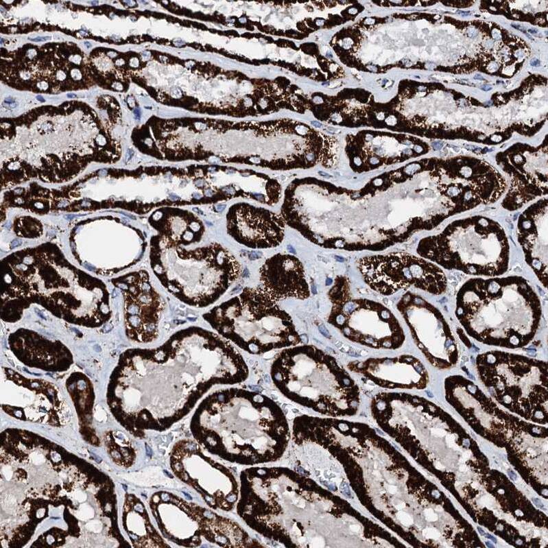 HADH Antibody - BSA Free Immunohistochemistry-Paraffin: HADH Antibody - BSA Free [NBP1-83300]