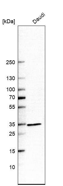 HADH Antibody - BSA Free Western Blot: HADH Antibody - BSA Free [NBP1-83300]