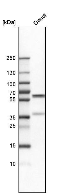 PDCD4 Antibody - BSA Free Western Blot: PDCD4 Antibody - BSA Free [NBP1-83302]