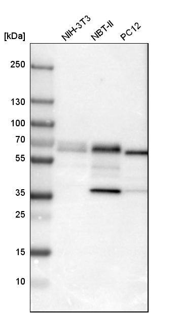 PDCD4 Antibody - BSA Free Western Blot: PDCD4 Antibody - BSA Free [NBP1-83302]