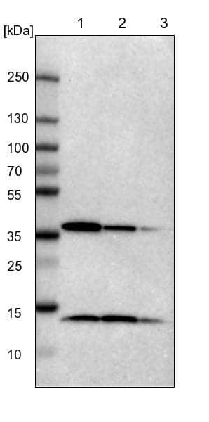 NSDHL Antibody - BSA Free Western Blot: NSDHL Antibody - BSA Free [NBP1-83306]