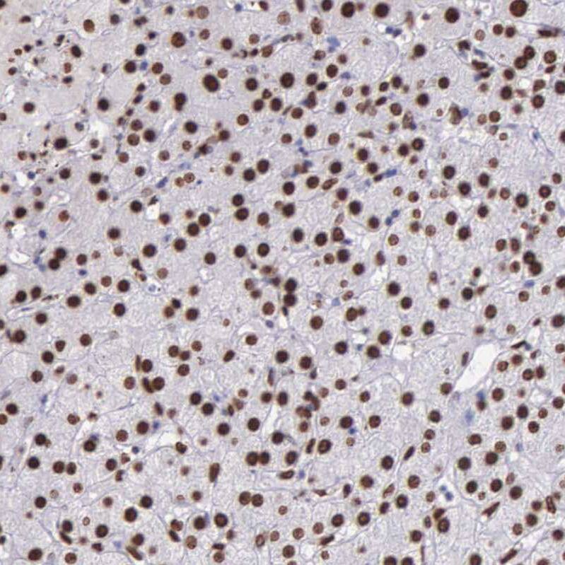 H1F0 Antibody - BSA Free Immunohistochemistry-Paraffin: H1F0 Antibody - BSA Free [NBP1-83308]