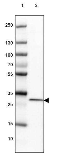 H1F0 Antibody - BSA Free Western Blot: H1F0 Antibody - BSA Free [NBP1-83308]