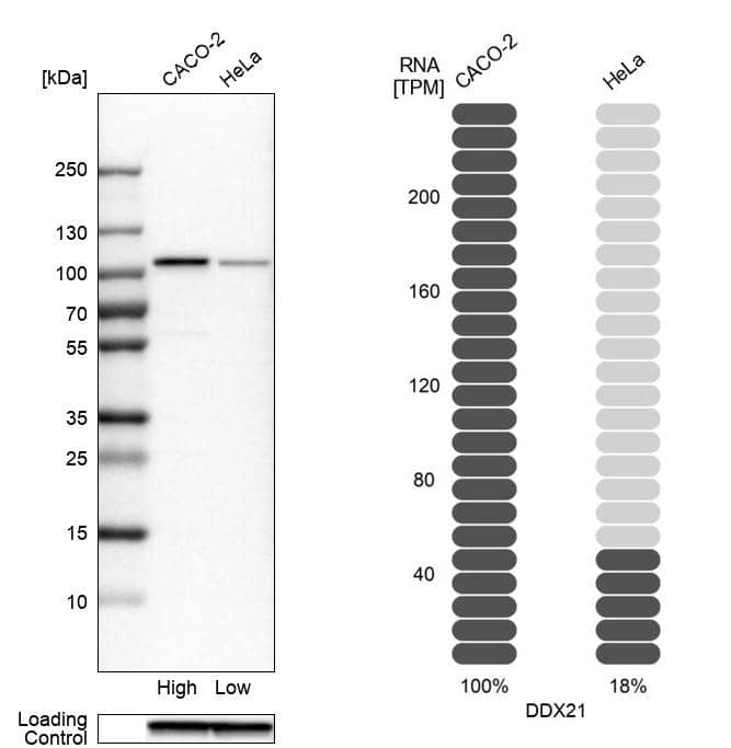 DDX21 Antibody - BSA Free Western Blot: DDX21 Antibody - BSA Free [NBP1-83310]