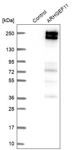 ARHGEF11 Antibody - BSA Free Western Blot: ARHGEF11 Antibody - BSA Free [NBP1-83314]
