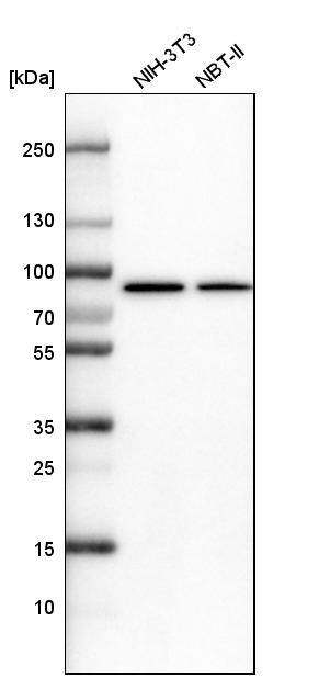 ALDH18A1 Antibody - BSA Free Western Blot: ALDH18A1 Antibody - BSA Free [NBP1-83324]