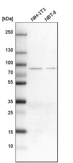ALDH18A1 Antibody - BSA Free Western Blot: ALDH18A1 Antibody - BSA Free [NBP1-83325]
