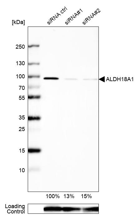 ALDH18A1 Antibody - BSA Free Western Blot: ALDH18A1 Antibody - BSA Free [NBP1-83325]