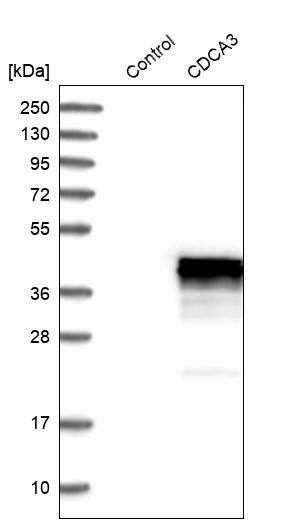 CDCA3 Antibody - BSA Free Western Blot: CDCA3 Antibody - BSA Free [NBP1-83332]