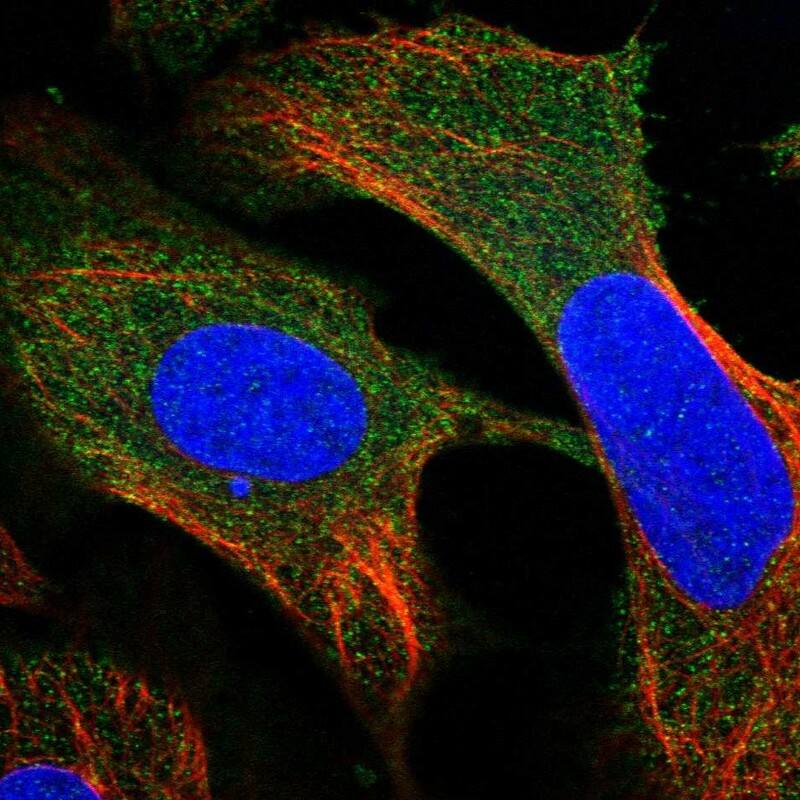 LANCL2 Antibody - BSA Free Immunocytochemistry/ Immunofluorescence: LANCL2 Antibody [NBP1-83339]
