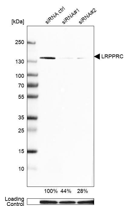 LRPPRC Antibody - BSA Free Western Blot: LRPPRC Antibody - BSA Free [NBP1-83349]