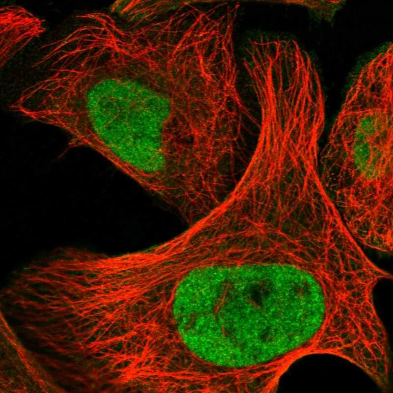 HDAC1 Antibody - BSA Free Immunocytochemistry/ Immunofluorescence: HDAC1 Antibody [NBP1-83350]