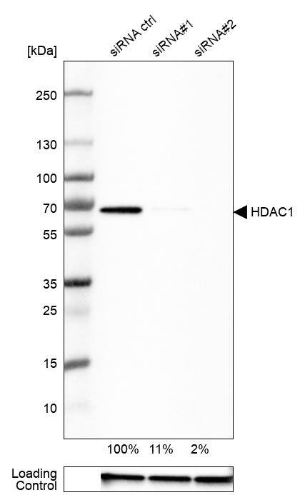 HDAC1 Antibody - BSA Free Western Blot: HDAC1 Antibody - BSA Free [NBP1-83350]