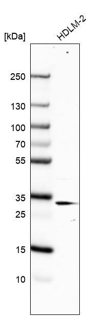 RACK1/GNB2L1 Antibody - BSA Free Western Blot: RACK1/GNB2L1 Antibody - BSA Free [NBP1-83356]
