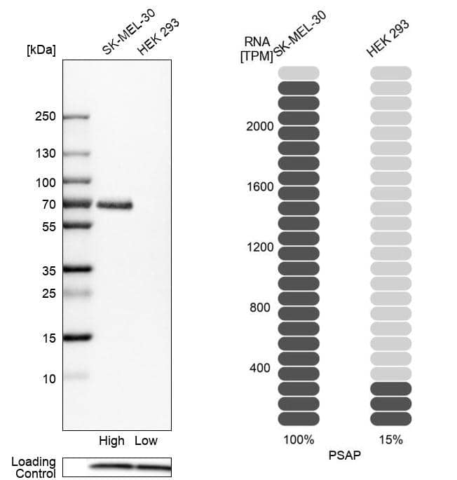 PSAP Antibody - BSA Free Western Blot: PSAP Antibody - BSA Free [NBP1-83363]