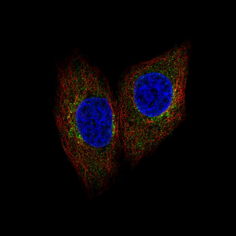 SCYL1 Antibody - BSA Free Immunocytochemistry/ Immunofluorescence: SCYL1 Antibody - BSA Free [NBP1-83365]