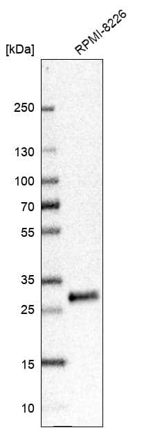 GILT/IFI30 Antibody - BSA Free Western Blot: GILT/IFI30 Antibody - BSA Free [NBP1-83366]
