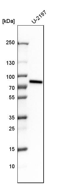 ACBD3 Antibody - BSA Free Western Blot: ACBD3 Antibody - BSA Free [NBP1-83379]