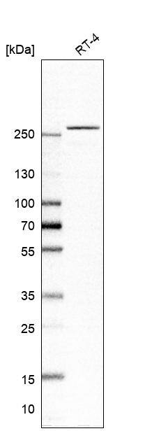 GCN1L1 Antibody - BSA Free Western Blot: GCN1L1 Antibody - BSA Free [NBP1-83382]