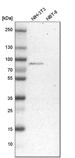 HADHA Antibody - BSA Free Western Blot: HADHA Antibody - BSA Free [NBP1-83387]