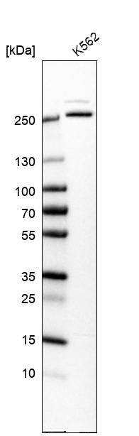 MCM3AP Antibody - BSA Free Western Blot: MCM3AP Antibody - BSA Free [NBP1-83393]
