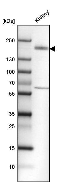 KIF13B Antibody - BSA Free Western Blot: KIF13B Antibody - BSA Free [NBP1-83398]