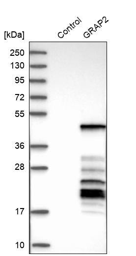 GRAP2 Antibody - BSA Free Western Blot: GRAP2 Antibody - BSA Free [NBP1-83399]