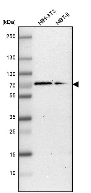 G3BP1 Antibody - BSA Free Western Blot: G3BP1 Antibody - BSA Free [NBP1-83404]