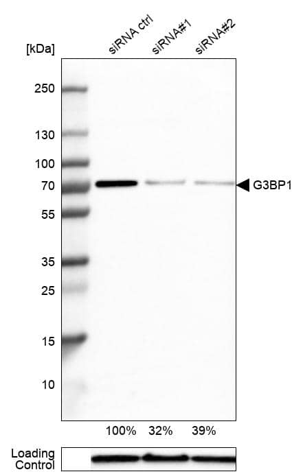 G3BP1 Antibody - BSA Free Western Blot: G3BP1 Antibody - BSA Free [NBP1-83404]