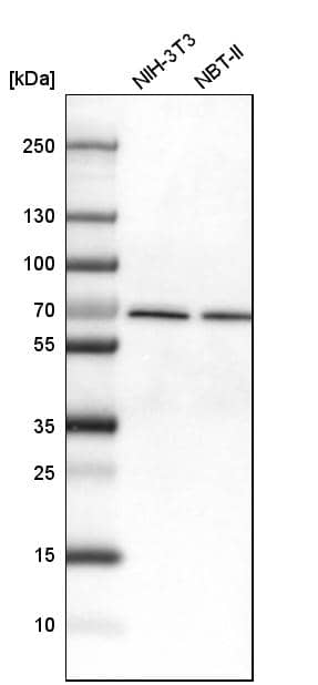 DDX5 Antibody - BSA Free Western Blot: DDX5 Antibody - BSA Free [NBP1-83406]